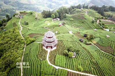 在劉三姐的故鄉，有片雲海之上的仙人山茶園，被譽為廣西最美茶園