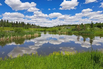 Marshall Springs - Fish Creek Provincial Park
