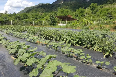 Lao CAAT Organic farm
