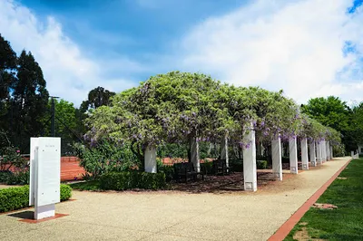Senate Gardens | Old Parliament House Rose Gardens
