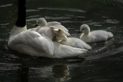 Situ Zhiwen: Guangzhou Zoo – Black-necked Swan