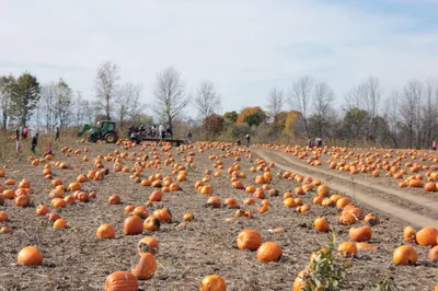 Miller's Farm, Market & Garden Centre