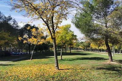 Cuña Verde de O'Donnell Park