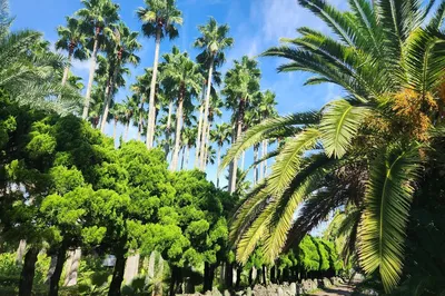 翰林公園