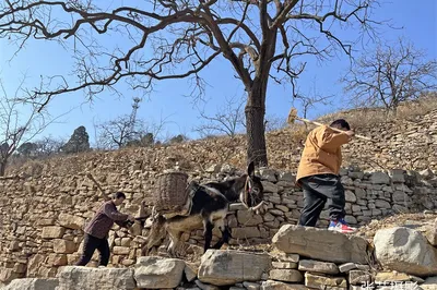Wangjinzhuang Youth Wang Hulin, Disabled but Determined, Returns Home After College to Start E-commerce, Selling Hometown's Premium Millet