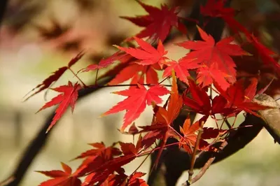 Within a 1-hour travel circle from Kunming, it's the perfect time to climb high and enjoy the red maple leaves, presenting Yunnan's winter "autumn scenery"