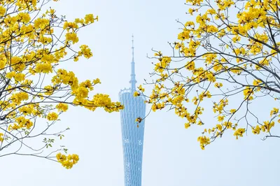 广州赏黄花风铃木