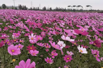 Gesang Flower Sea