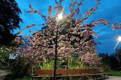 Park. Zbigniew Herbert
