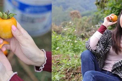 A Two-Day, One-Night Self-Drive in Zengcheng, Guangzhou: Persimmon Picking, Rice Paddy Rambles, and Blissful Rural Charm