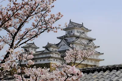 #2024.4Qingming# Kansai, Wakayama, Nagoya, Takayama, Shirakawa-go
