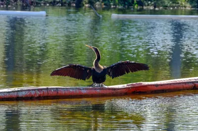 Amelia Earhart Park