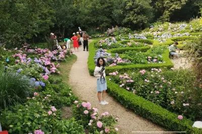 當菊花遇到八仙花