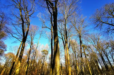 Tegel forest (southern part)