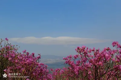 嶺上開遍了映山紅~