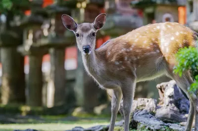 櫻花國的禮讚—日本關西旅行筆記
