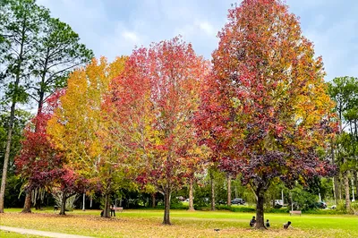 Calamvale District Park