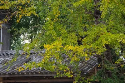 Authoritative Release | National Day Travel Big Data: These 4 Places Around Kunming Are Extremely Popular!