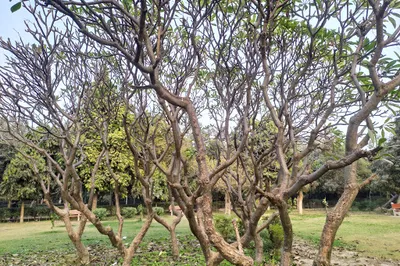 Nihal Vihar park