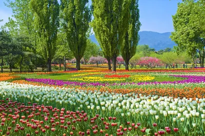 花語牧場