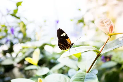 Audubon Insectarium