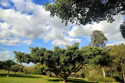 Majik Forest