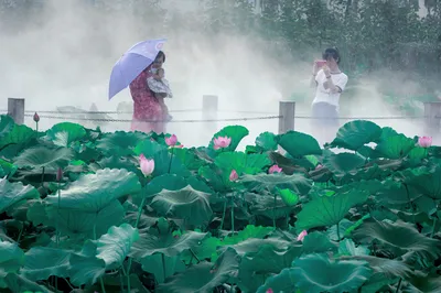 Jingjiang's Beauty, a 2-Day Self-Drive Flower-Seeking Tour: The Great Heat Has Arrived, Please Save This Coolness