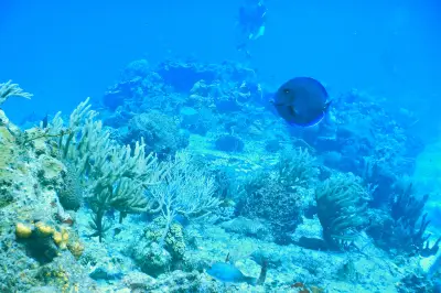 Sea Bees Diving Phuket