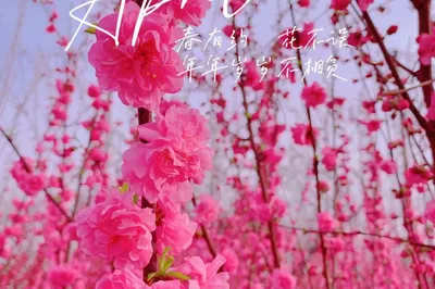 Baotou Travel Guide: Spring in Full Bloom at Dayan Marsh