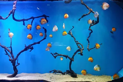 Moscow Oceanarium