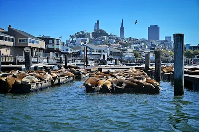 Sea Lion Viewing Area