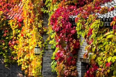 Red, Red, Red! This Autumn, It’s Utterly Red!