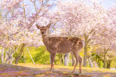 奈良