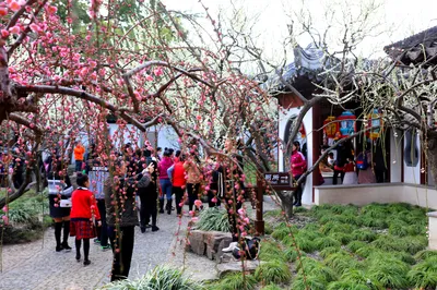 Plum Blossom and Flower Tour in Shanghai While Travel Is Limited This Spring