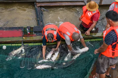 The Largest Lake in Guangdong Holds Fishing Festival, a 62-Jin First Fish Auctioned for a Sky-High Price of 580,000 RMB