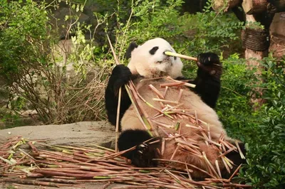 A 6-Day Self-Drive Chengdu Trip: Full Guide on Food, Accommodation, and Travel