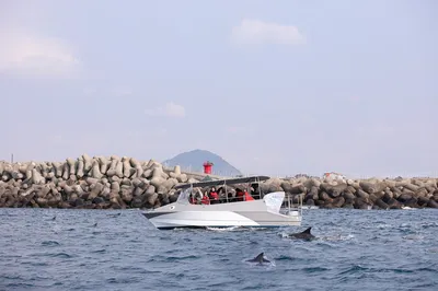 HAMO 하모돌고래투어