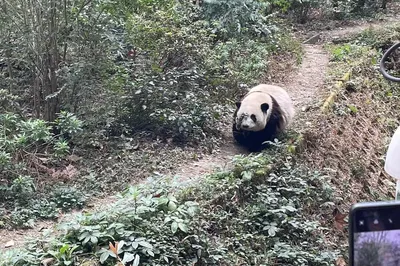 成都-九寨溝-都江堰7晚8日半自由行 熊貓之旅