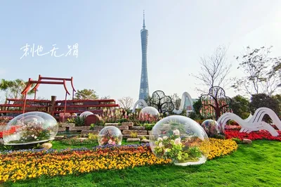 廣州塔對岸鮮花遍地盛開，“花城”名不虛傳，帶你感受春天的氣息