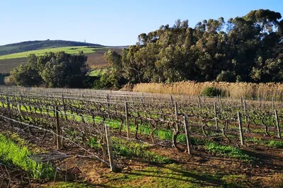 Klein Roosboom Boutique Winery