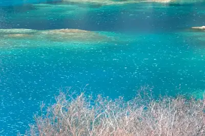 Mid-Season Sea