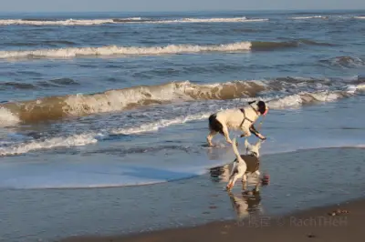 Ocean Beach | Dog Beach