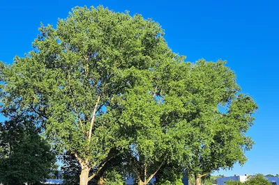 Strathcona Park