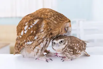 Owl Cafe Tokyo