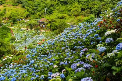 Hydrangea Garden Yohena