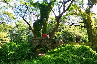 Bosque de La Habana