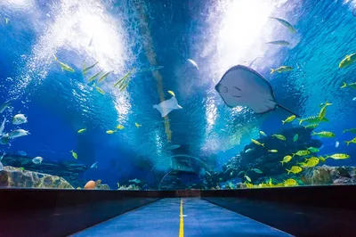 天津极地海洋公园-海底隧道