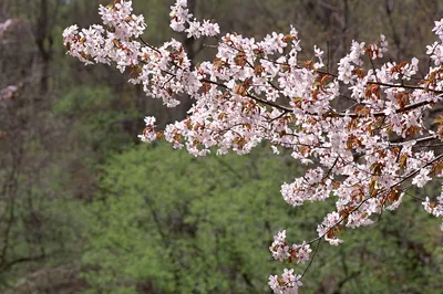 Cherry Blossom Viewing in Sapporo