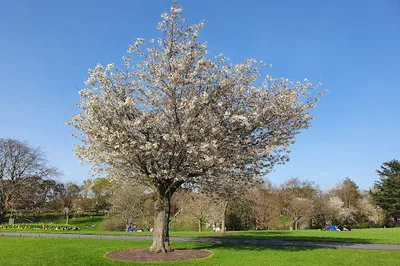 Phoenix Park Playground (NCR)