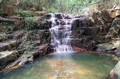 Qixidi, Huadu: Four Hundred Scented Plants, Over a Hundred Million Blooms, and an Eight-Kilometer Fragrant Trail Bridging a Thousand Years